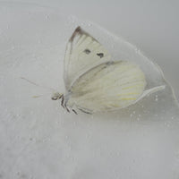 APLICO GLASS 花菖蒲紋白蝶硝子丸皿 APLICO GLASS ガラスもの