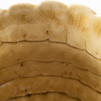 作家 添田ナオコ coil クラウンマグカップ 作家 添田ナオコ 陶磁器作家もの