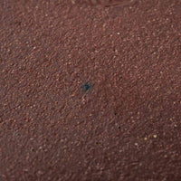 波佐見焼 紀窯 丸皿(大) ボワーズヘッド グリーン 波佐見焼 紀窯 波佐見焼