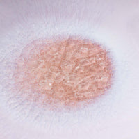 萩焼 天龍窯 モモイロ小皿 萩焼 天龍窯 萩焼