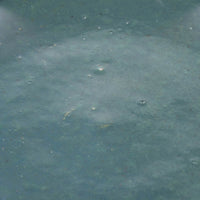 小代焼 小代本谷ちひろ窯 リム緑釉皿 中 小代焼 小代本谷ちひろ窯 小代焼